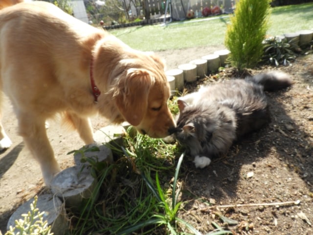 戯れる犬と猫