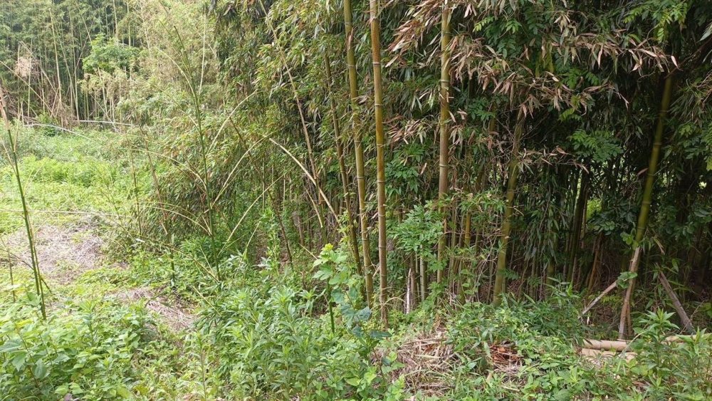 施工前：竹や雑草が生い茂った土地の様子
